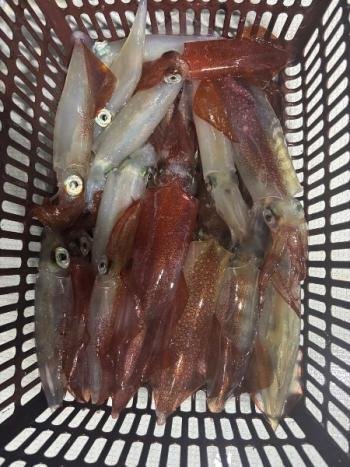 マイカ(ケンサキイカ)