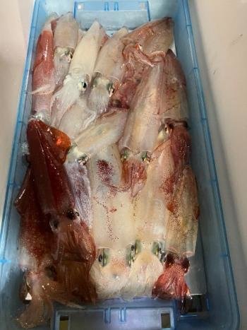 マイカ(ケンサキイカ)