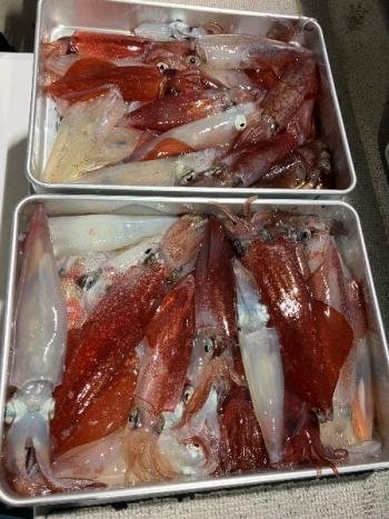 マイカ(ケンサキイカ)