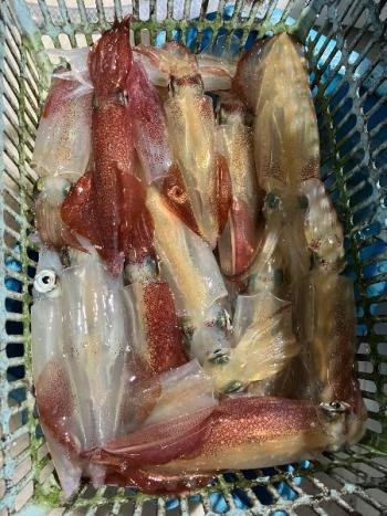 マイカ(ケンサキイカ)