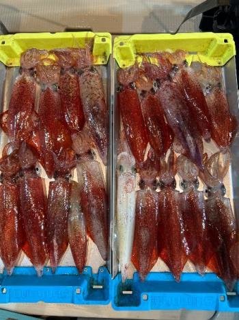 マイカ(ケンサキイカ)