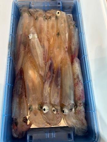 マイカ(ケンサキイカ)