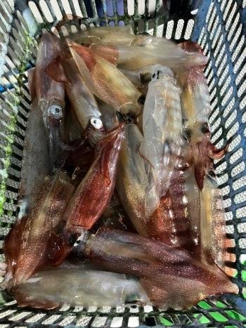 マイカ(ケンサキイカ)