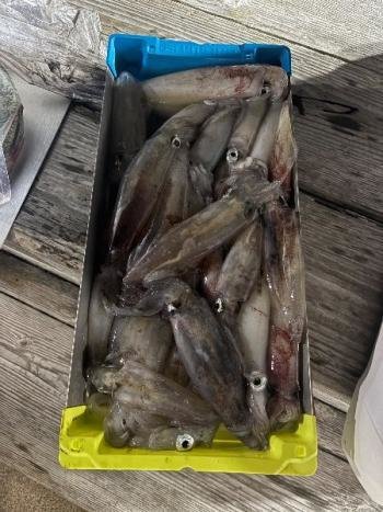 マイカ(ケンサキイカ)