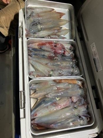 マイカ(ケンサキイカ)