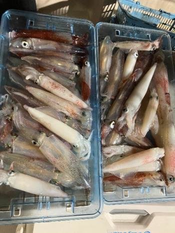 マイカ(ケンサキイカ)