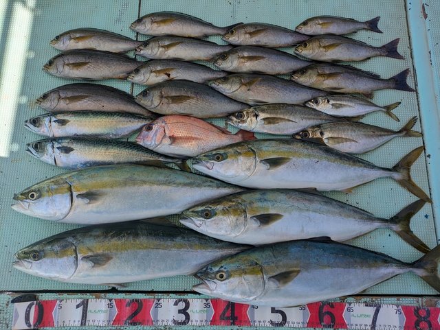 タイ(マダイ)・アジ(マアジ)・ハマチ(ブリ)・イサギ(イサキ)・マサバ