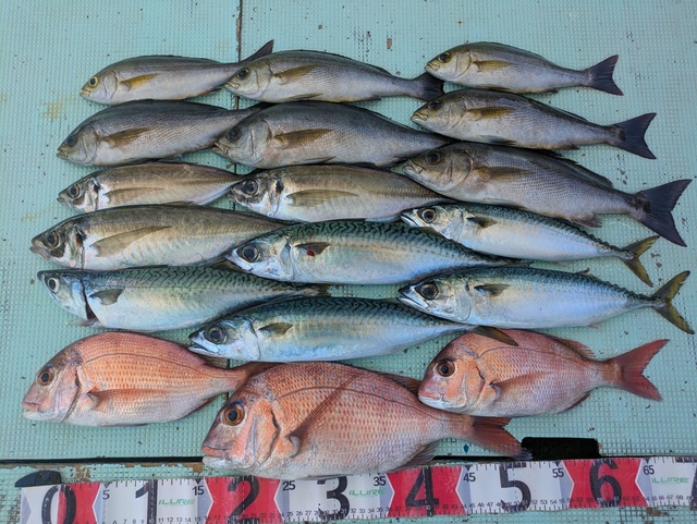 タイ(マダイ)・アジ(マアジ)・イサギ(イサキ)・マサバ