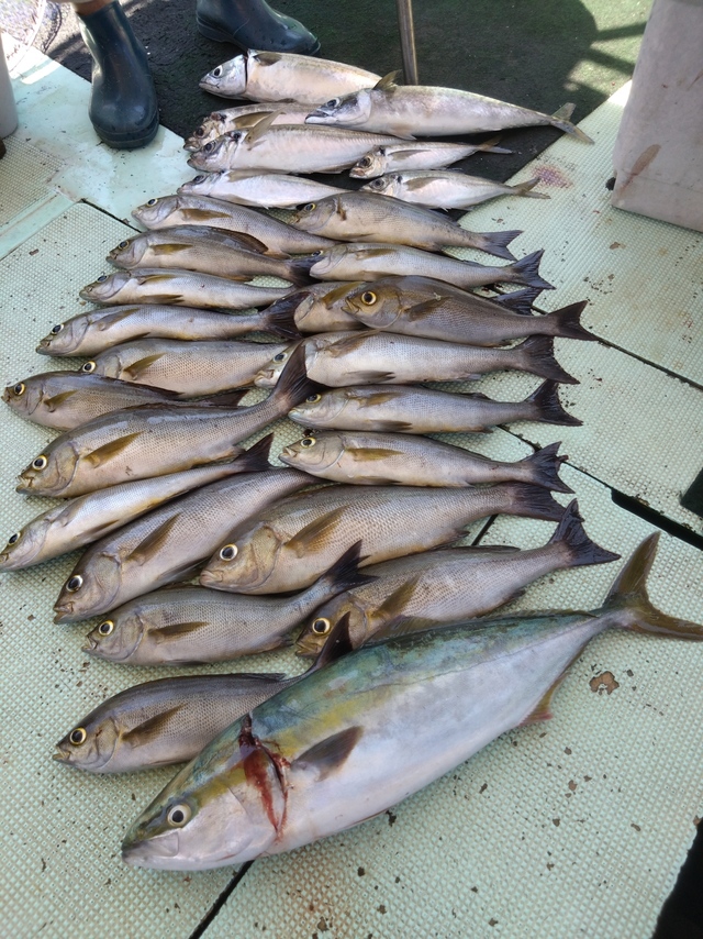 アジ(マアジ)・ハマチ(ブリ)・イサギ(イサキ)・サバ(マサバ)