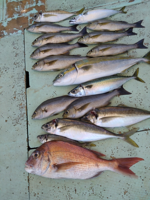 タイ(マダイ)・アジ(マアジ)・ハマチ(ブリ)・イサギ(イサキ)・サバ(マサバ)