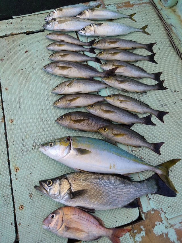 タイ(マダイ)・ヒラスズキ・アジ(マアジ)・ハマチ(ブリ)・イサギ(イサキ)