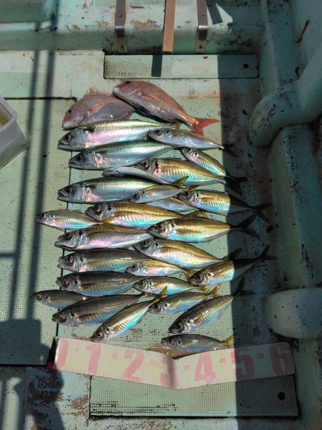 マダイ・マアジ・マサバ