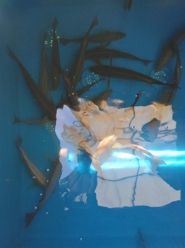 イサギ(イサキ)