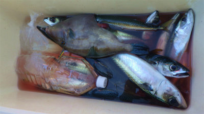 ヒラメ・ウマヅラハギ・サバ(ゴマサバ)