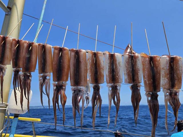 スルメ(スルメイカ)