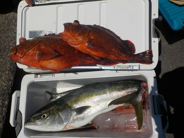 ブリ・カンコ(ウッカリカサゴ)