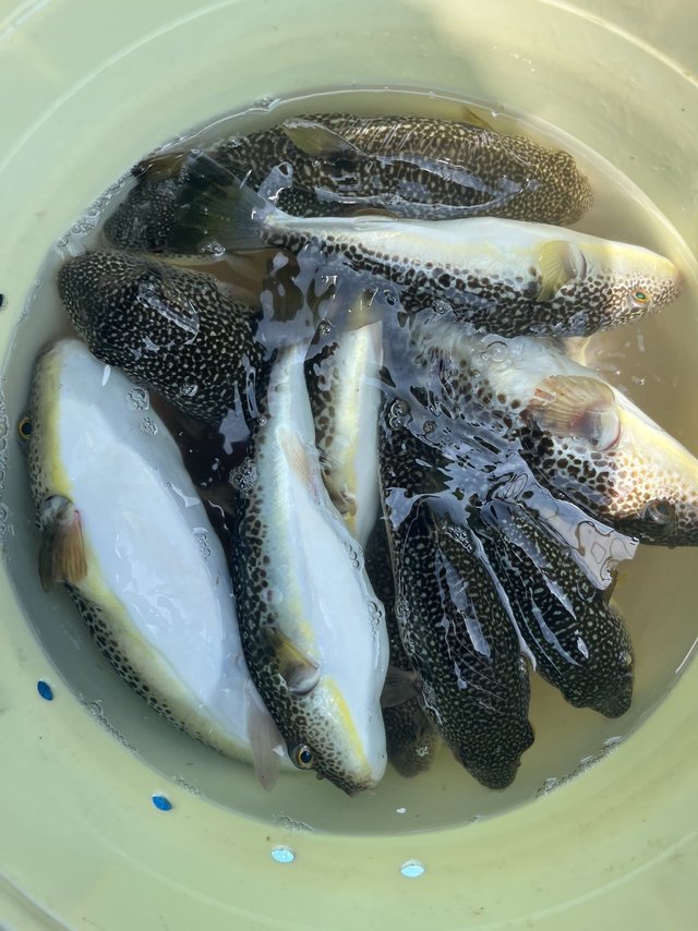 ショウサイフグ