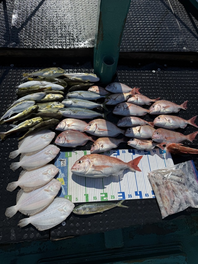 タイ(マダイ)・ツバス(ブリ)・ホウボウ・ガンゾウヒラメ(ガンゾウビラメ)・アカイカ(ケンサキイカ)