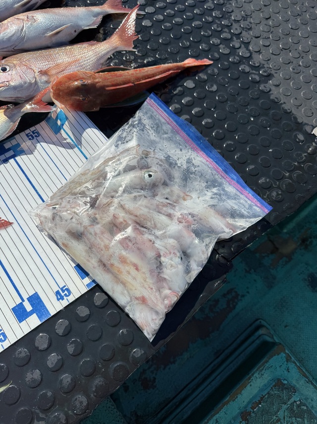 アカイカ(ケンサキイカ)