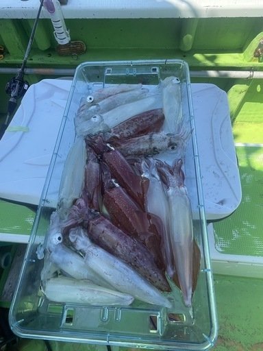 マルイカ(ケンサキイカ)