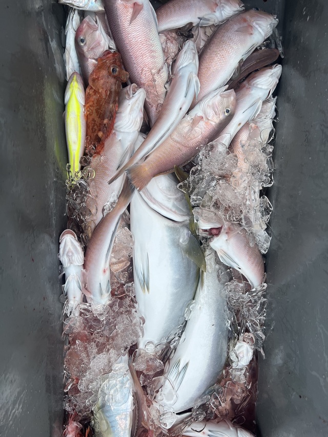 ブリ・シロアマダイ