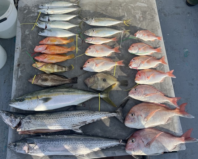 マダイ・レンコダイ(キダイ)・アオハタ・オオモンハタ・サワラ・マトウダイ