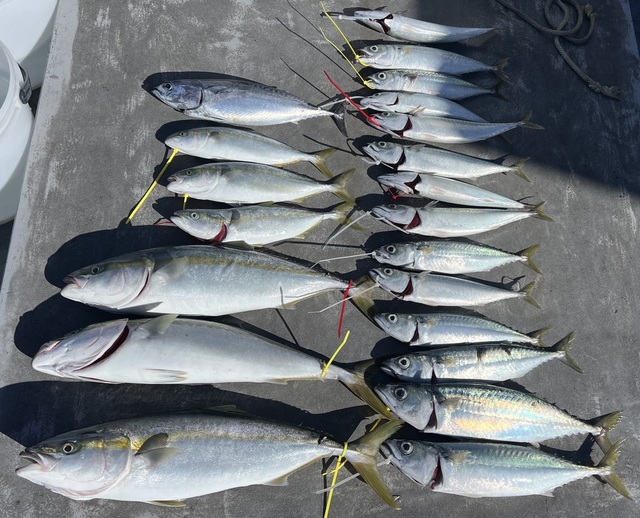 ハマチ(ブリ)・サバ(マサバ)・ソウダガツオ(マルソウダ)