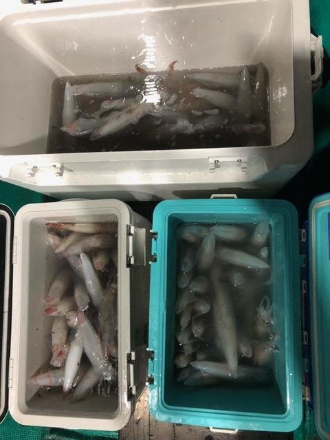 アカイカ(ケンサキイカ)