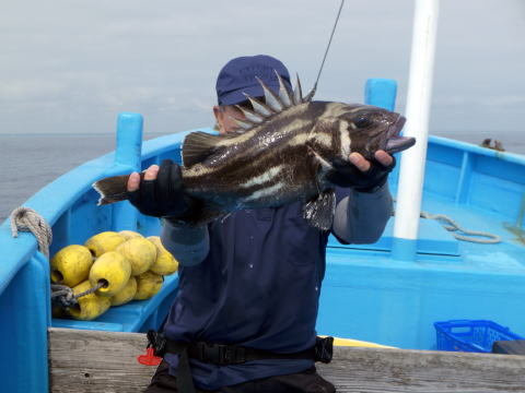 イシナギ(オオクチイシナギ)