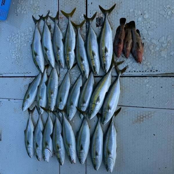 アコウ(キジハタ)・ハマチ(ブリ)