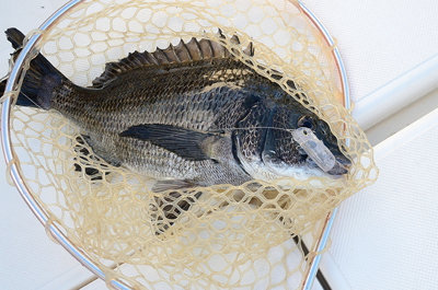 チヌ(クロダイ)