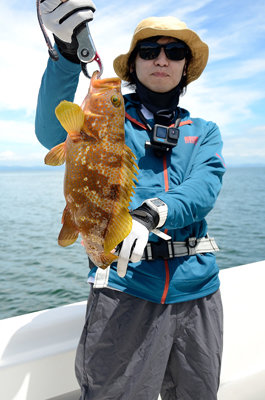 アコウ(キジハタ)