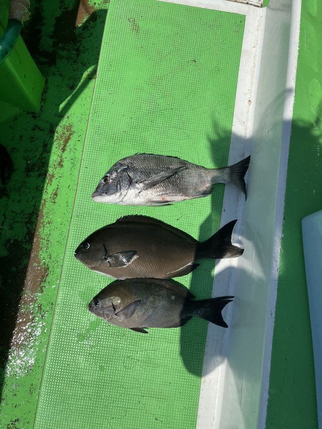 クロダイ・メジナ