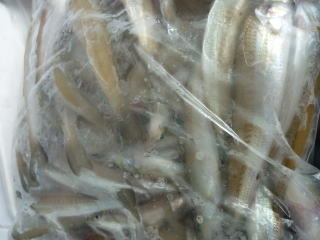 キス(シロギス)