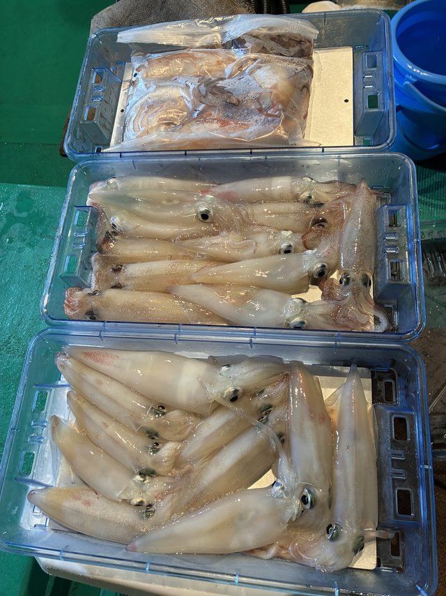 アカイカ(ケンサキイカ)