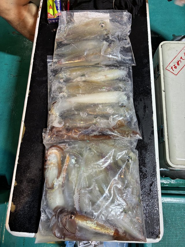 アカイカ(ケンサキイカ)