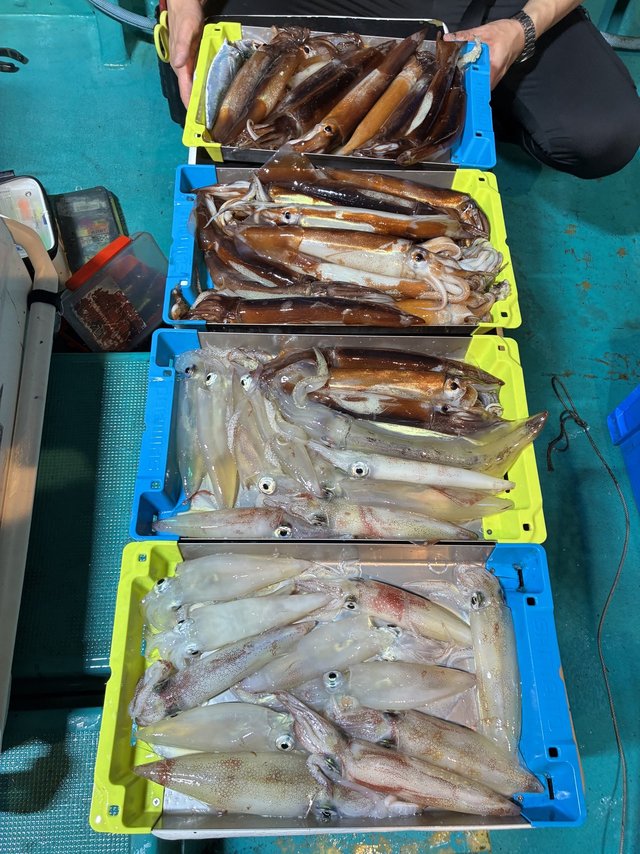 アカイカ(ケンサキイカ)