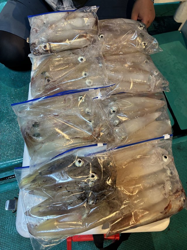 アカイカ(ケンサキイカ)