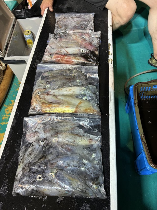 アカイカ(ケンサキイカ)