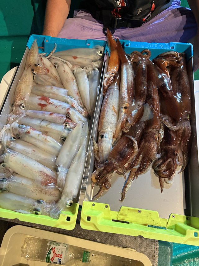 アカイカ(ケンサキイカ)