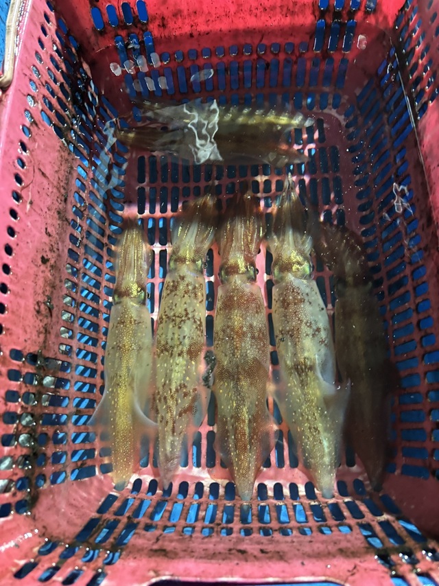 マルアジ・ヤリイカ