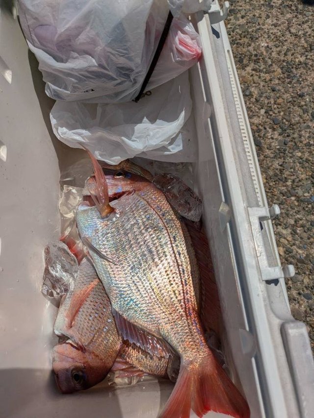 ハナダイ(チダイ)