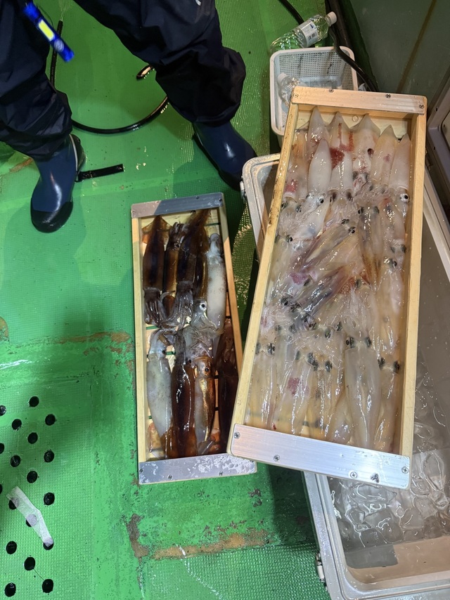 アカイカ(ケンサキイカ)・スルメイカ