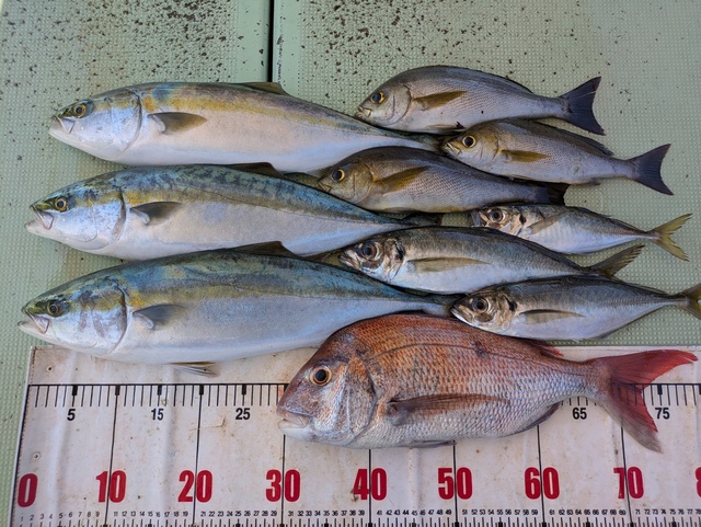 タイ(マダイ)・アジ(マアジ)・ハマチ(ブリ)・イサギ(イサキ)