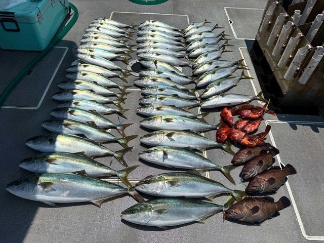 マハタ・ハマチ(ブリ)・カサゴ