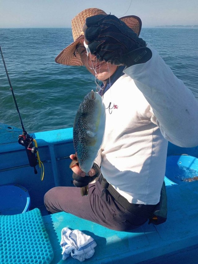 フグ(ショウサイフグ)