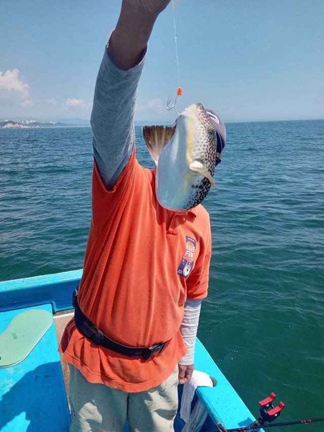 フグ(ショウサイフグ)