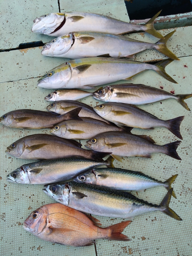 タイ(マダイ)・アジ(マアジ)・ハマチ(ブリ)・イサギ(イサキ)・サバ(マサバ)