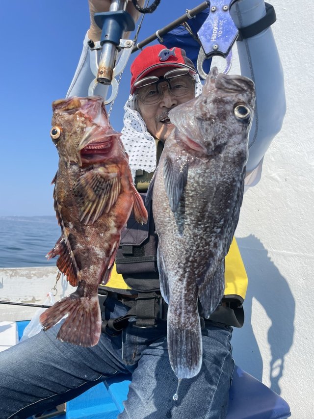 カサゴ・マゾイ(キツネメバル)