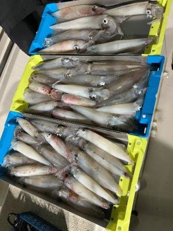 マイカ(ケンサキイカ)